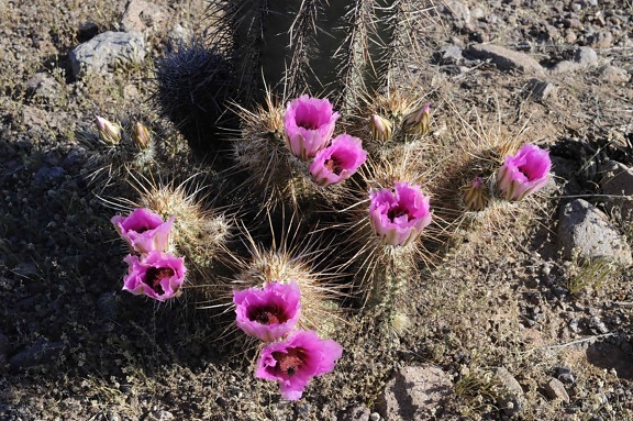 ping, fialový květ, barel, kaktus, Sonorská poušť