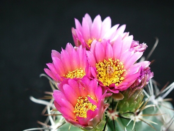 Růžové květiny, kaktusy