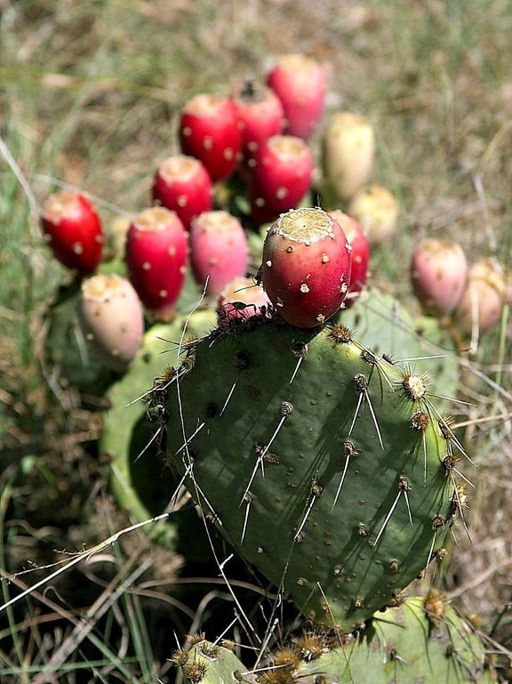 stikkende, pære, kaktus, Texas