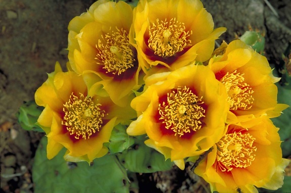 épineux, poire, cactus, fleurs d'oranger, opuntia, humifusa