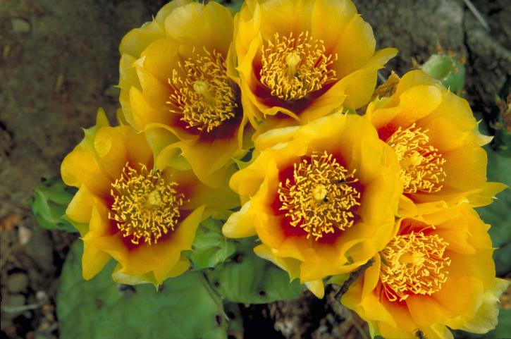 бодлив, круша, кактус, оранжеви цветя, opuntia, humifusa