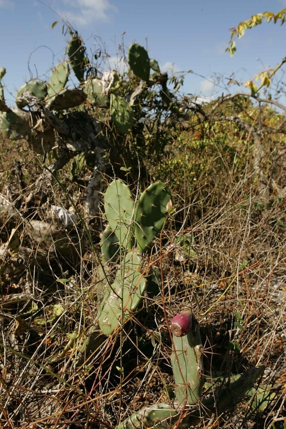 prickly, pear, cactus, fruit, growing, underbrush, opuntia, oricola