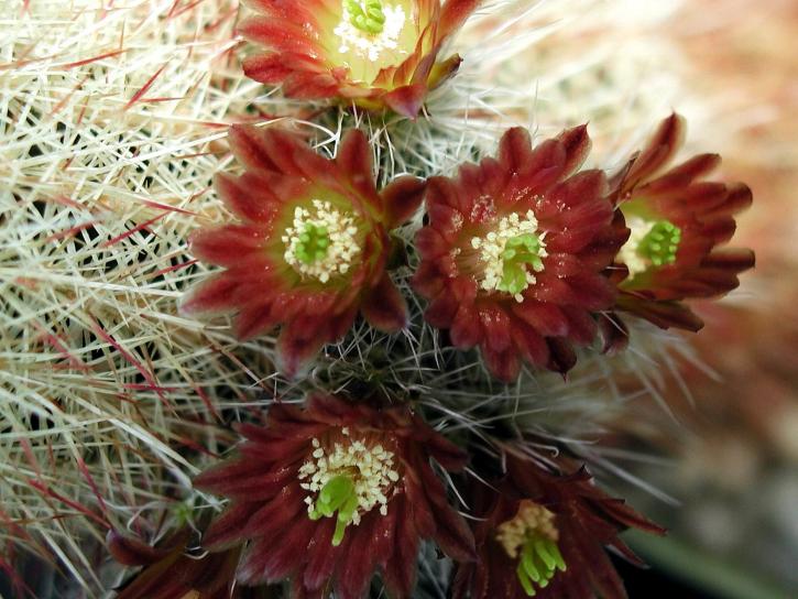 rojo, floración, cactus, flor