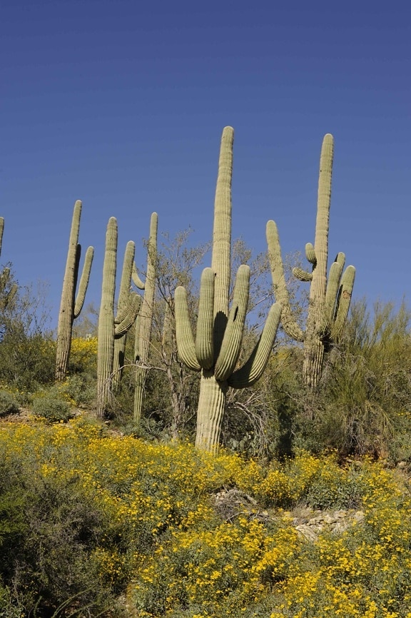 saguaro, cacti โซนอรัน ทะเลทราย cabeza prieta อุทยานแห่งชาติ