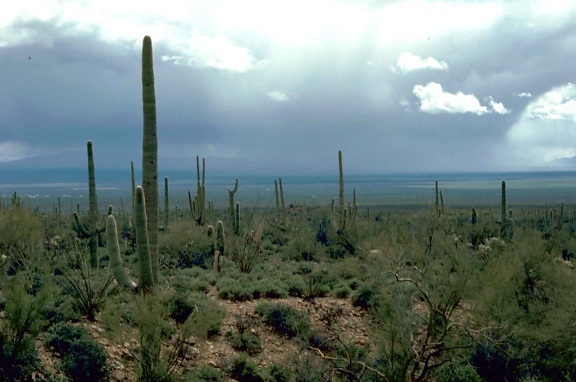 Saguaro, кактус