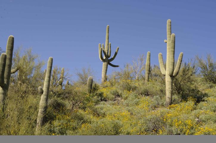 Saguaro kaktus, plante, carnegiea, gigantea, cereus, giganteus