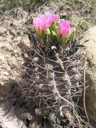 Sclerocactus, Glauco, piante, Colorado, hookless, cactus