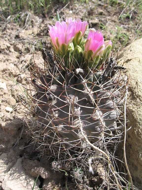 Sclerocactus, glaucus, Pflanzen, Colorado, hookless, Kaktus