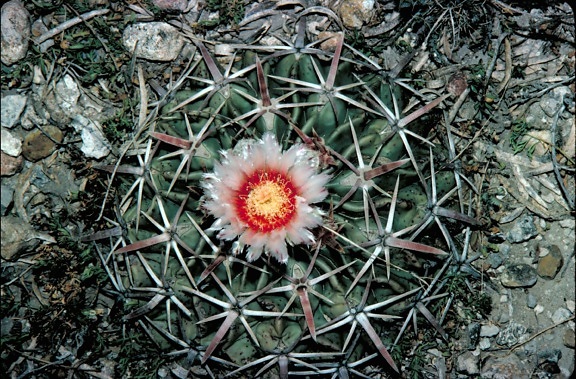 เดียว ละเอียด อ่อน whhite สีแดง ดอก hadgehog แคคตัส pediocactus, simpsonili