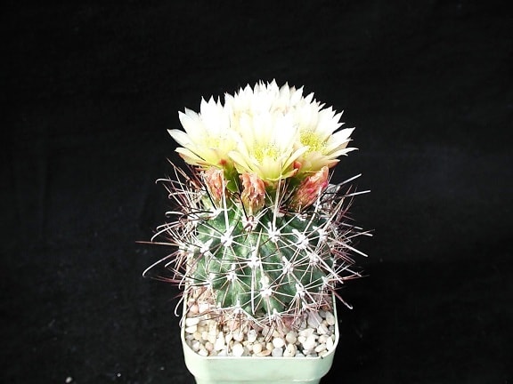 small, cacti