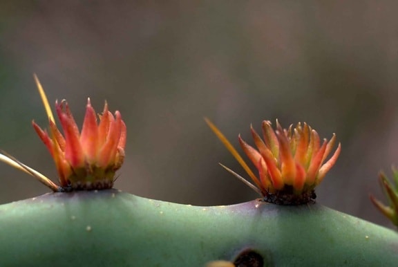 petit, cactus, fleurs, macro, image
