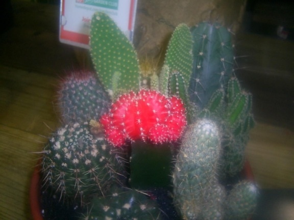 kleine, maat, cactus, assortiment, pot