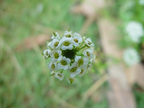 small, white flowers, focus