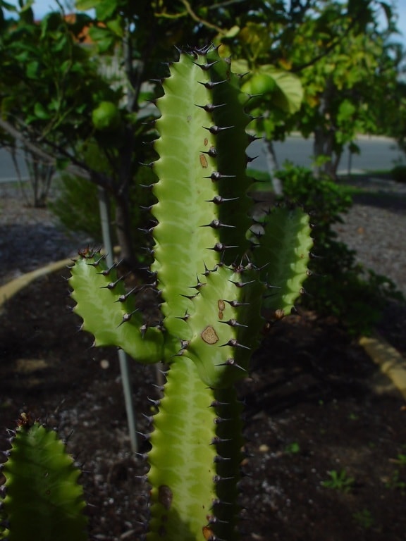 spiky, cactus