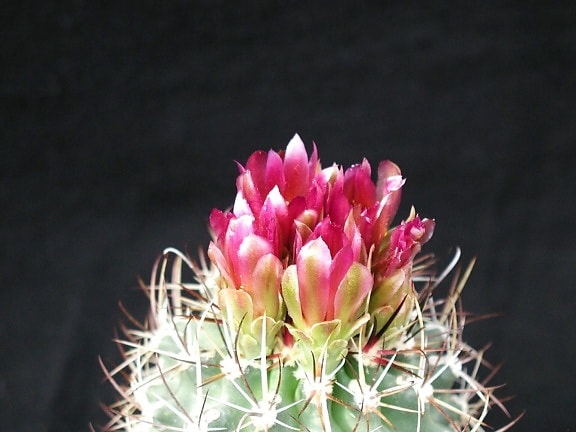 imágenes, cactus, flores