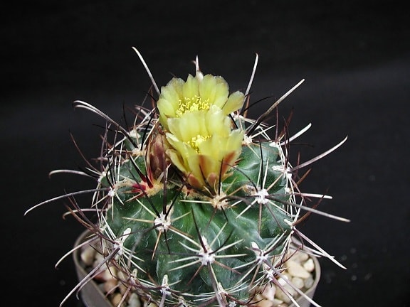 épine, cactus, plante