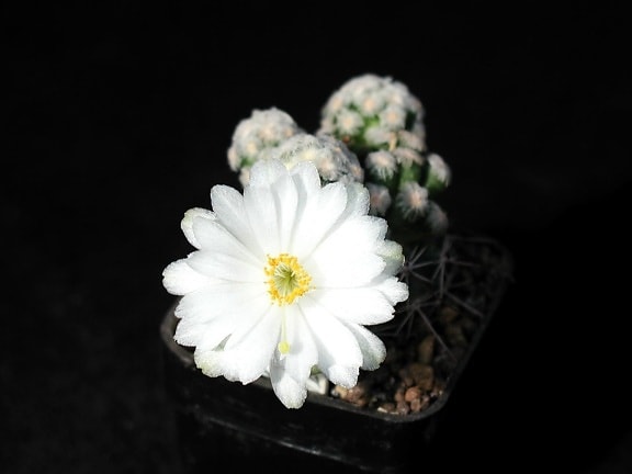 hvid, kaktus