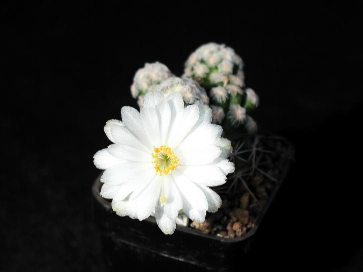 white, cactus