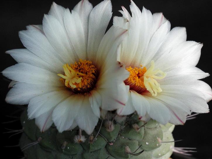 vit, kaktus, bloomig