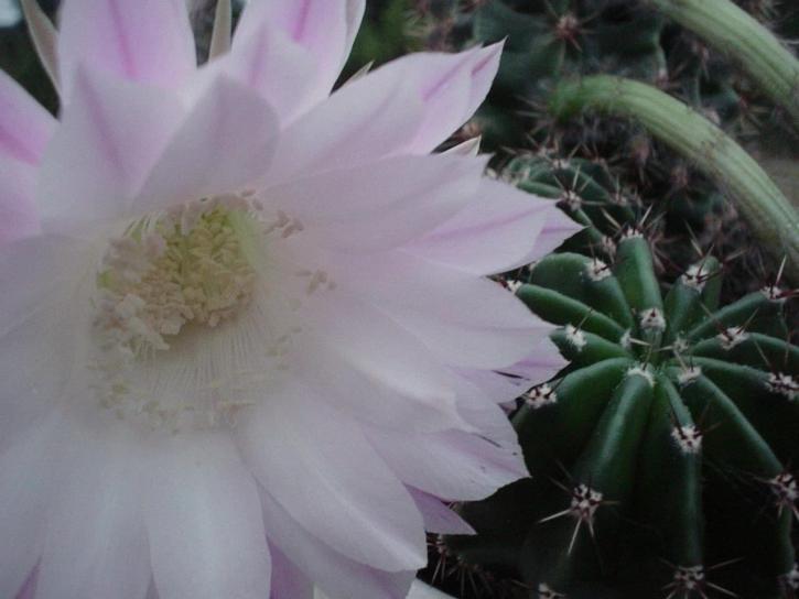weiße Blume, Kaktus