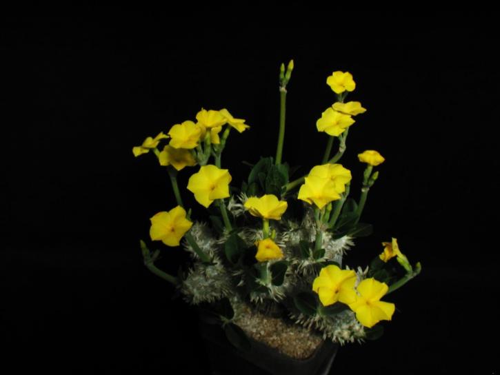 amarillo, floración, cactus