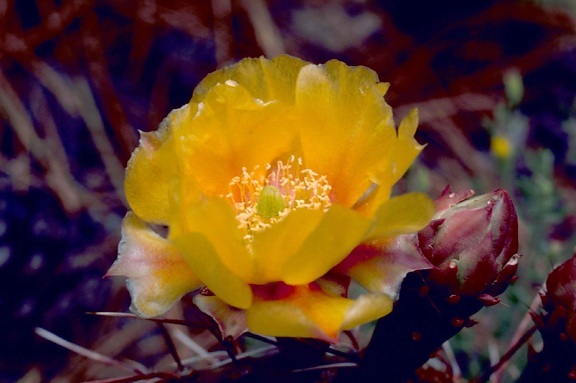 žltý kvitnúce, kaktus, závod