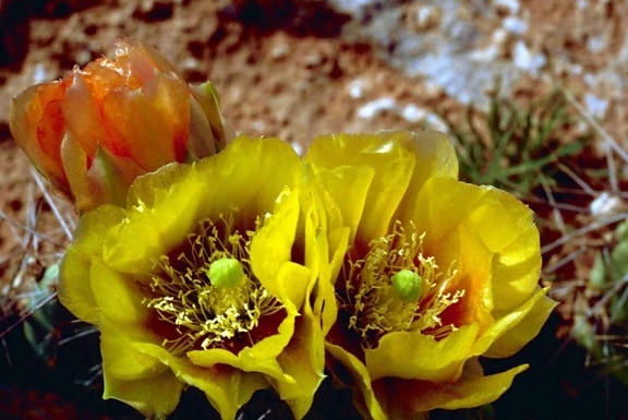amarillento, flor, espinoso, pera, cactus, planta