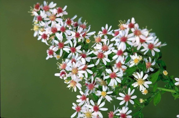 แคลเวย์ แอสเตอร์ ดอกไม้ พืช symphyotrichum, lateriflorum