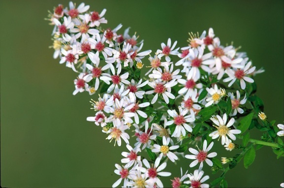 calico, aster