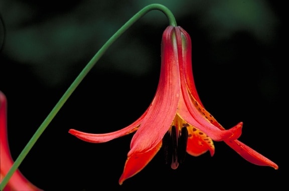 Canada, lily