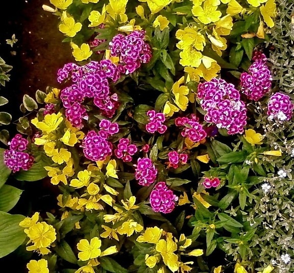 Пурпурний, Турецька, квіти