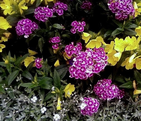 bunga anyelir, Turki,