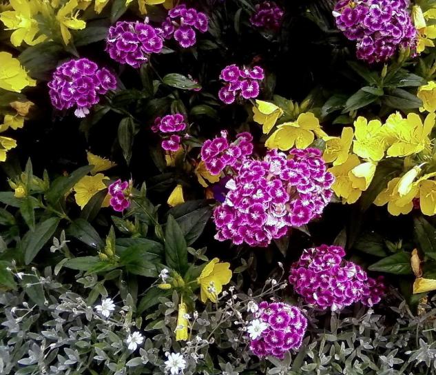 ตุรกี คาร์เนชั่น ดอกไม้