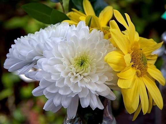 chrysanthème, fleur