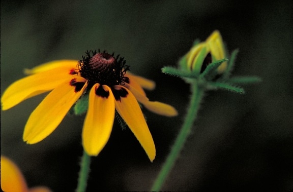clasping, feuille, coneflower, fleur