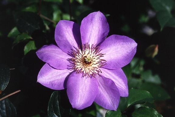 clematis, hybrid, flower, macro