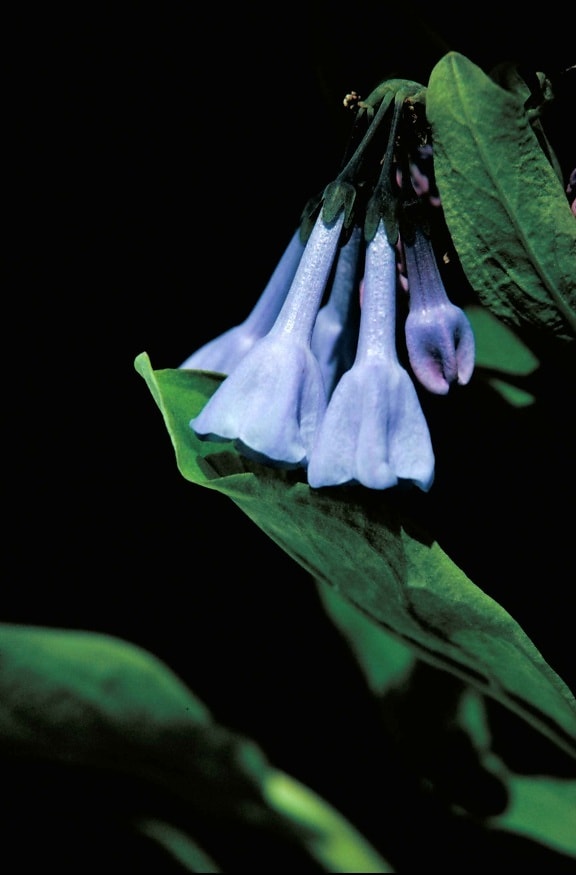 up-close, blauw, bos, bloem, mertensia, virginica
