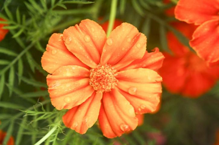 up-close, oranssi kukka