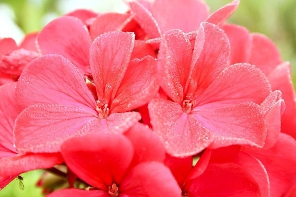 flores, pétalos, de cerca, flores de color rosa