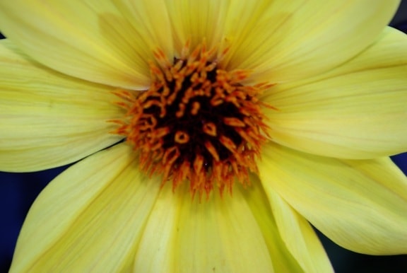 clse, gul blomma