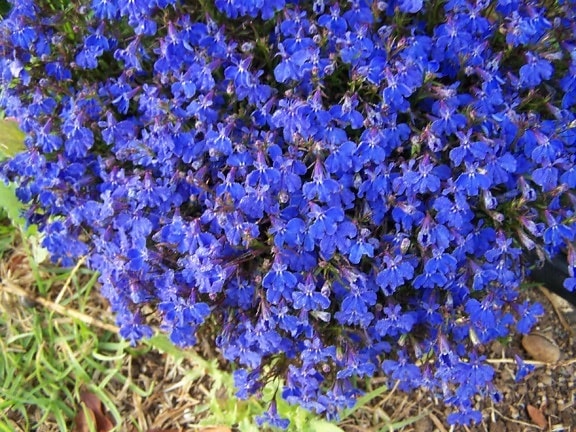 Klumpen, blauen Blüten