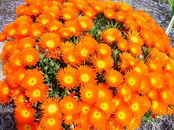 塊、明るいオレンジ色の花