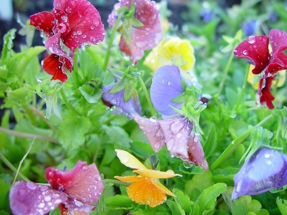 colourful, flowers
