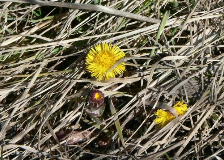 Coltsfoot, tussilago, Φάρφα