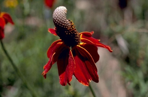 Echinacea, kvet, lístkov