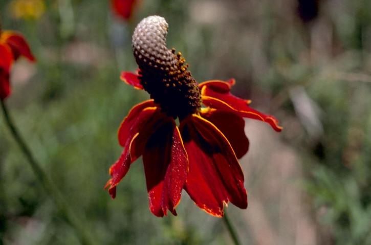 Coneflower, blomst kronblad