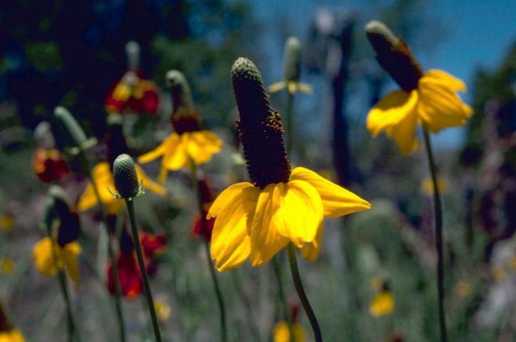 coneflowers, flowers, field