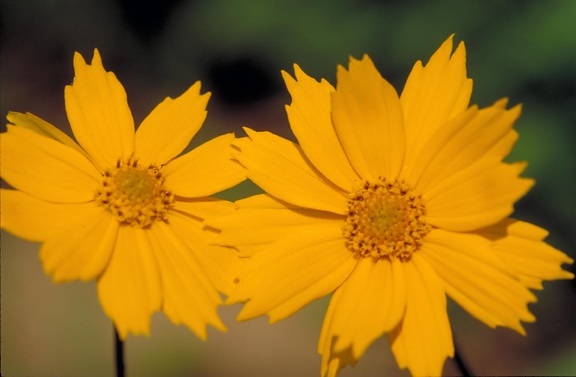 coreopsis, auriculata, eared, coreopsis