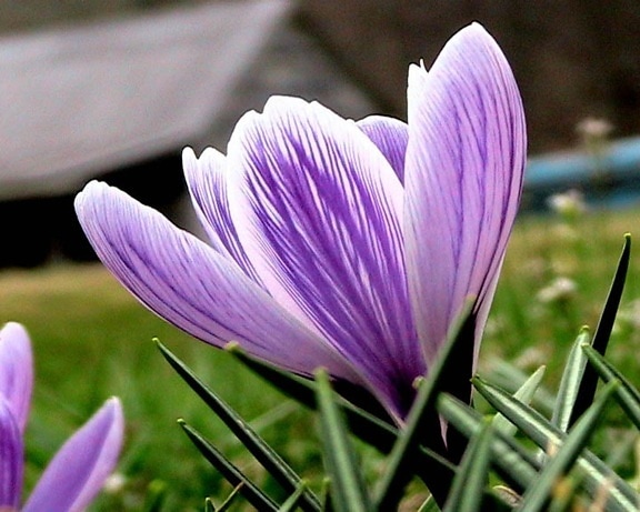 Krokus, Blume, Krokus, longiflorus