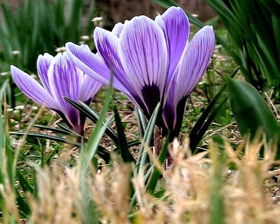 crocus, plant, flowering